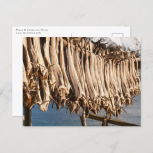 Stockfish Lofoten Islands Postcard