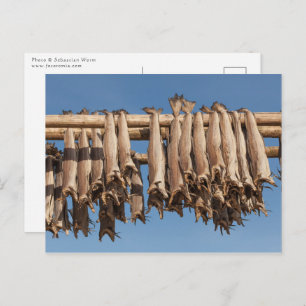 Stockfish Lofoten Postcard