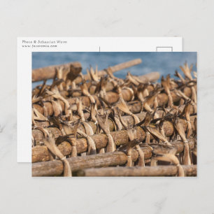 Stockfish Lofoten Postcard