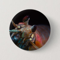 Stomatopod (Mantis Shrimp)