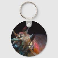 Stomatopod (Mantis Shrimp)
