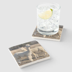 Stone Coaster - Alpacas Abby & Bailey
