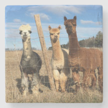Stone Coaster - Alpacas Phaethon, Barley, Marvin