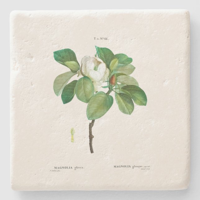 STONE COASTER : MAGNOLIA  : REDOUTÉ (Front)