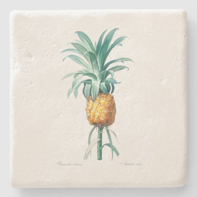 STONE COASTER : PINEAPPLE  : REDOUTÉ (Front)