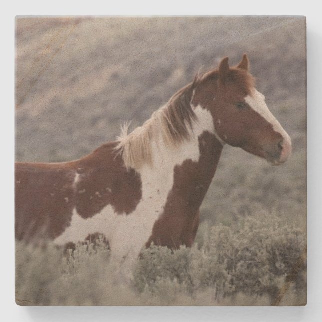 Stone Coaster_pinto stallion side  Coaster (Front)