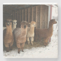 Stone Coaster - Snow Falling on the Alpacas