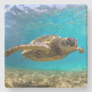 Stone Coaster-Turtle Coaster