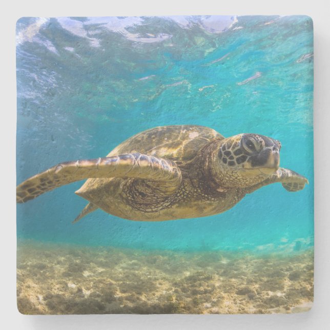 Stone Coaster-Turtle Coaster (Front)