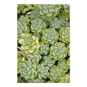 Stonecrop plant pattern photo print