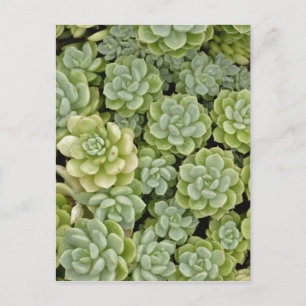 Stonecrop plant pattern postcard