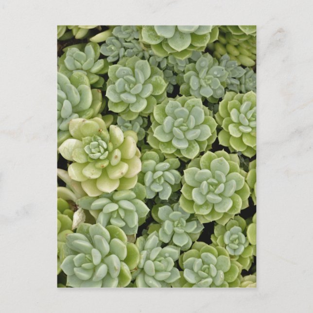 Stonecrop plant pattern postcard (Front)