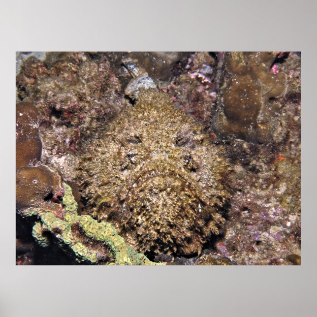 Stonefish Poster (Front)