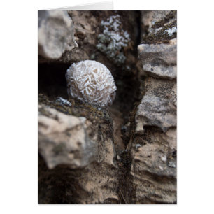 Stones Desert Rose 136