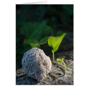 Stones   Desert Rose 141