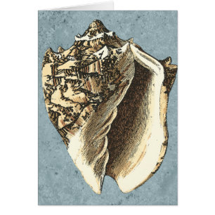 Stonewashed Conch Shell