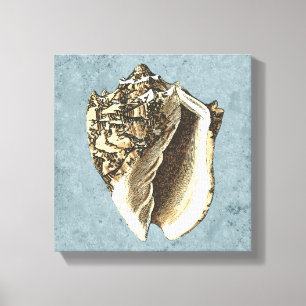 Stonewashed Conch Shell Canvas Print