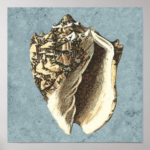 Stonewashed Conch Shell Poster