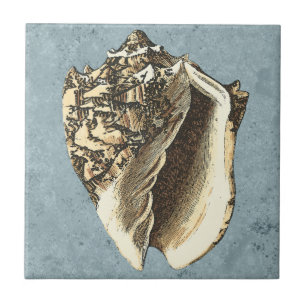 Stonewashed Conch Shell Tile