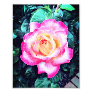 Stop and Smell the Roses Photo Print