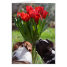 Stop and Smell the Tulips