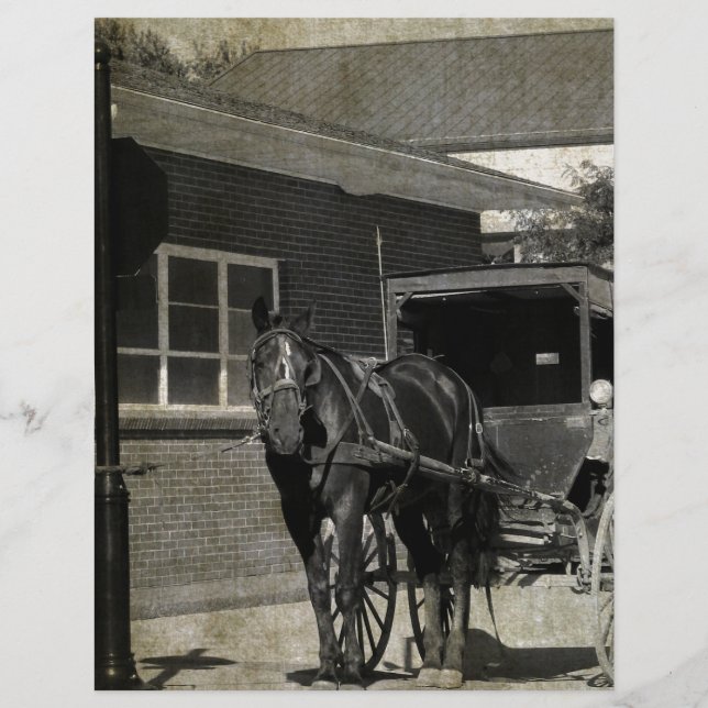 Stop for A Spell, Amish Horse at Stop Sign (Front)