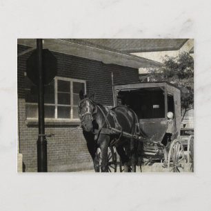 Stop for A Spell, Amish Horse at Stop Sign Postcard