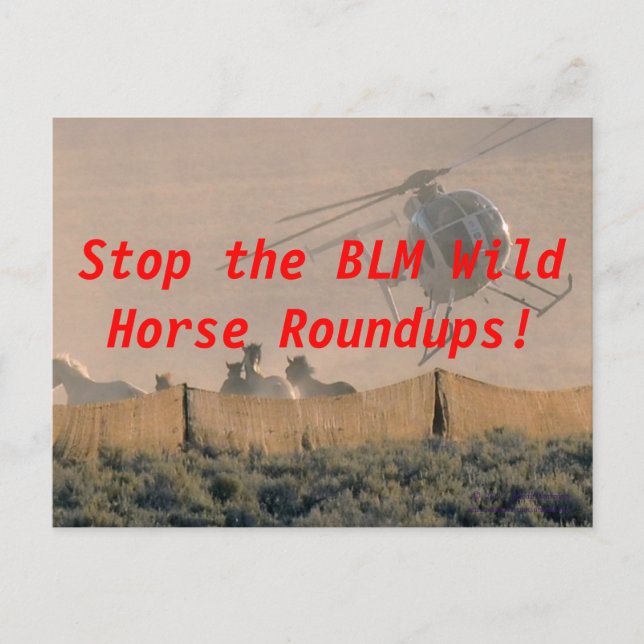 STOP THE ROUNDUP POSTCARD (Front)