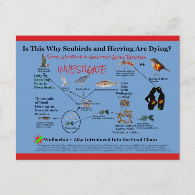 Stop Using Wolbachia and Investigate by RoseWrites Postcard (Front)