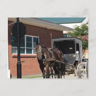 Stopped for a Spell, An Amiish Horse at stop sign Postcard