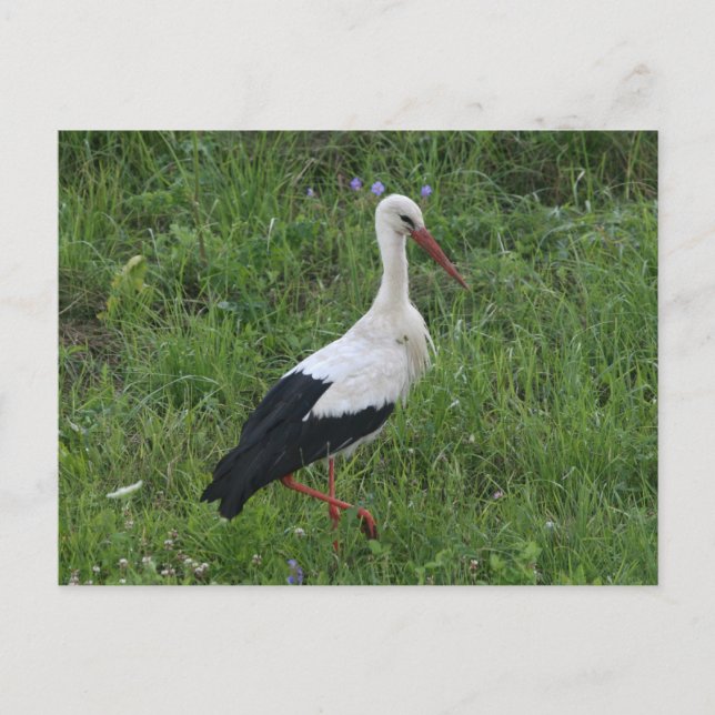 Stork 1 postcard (Front)