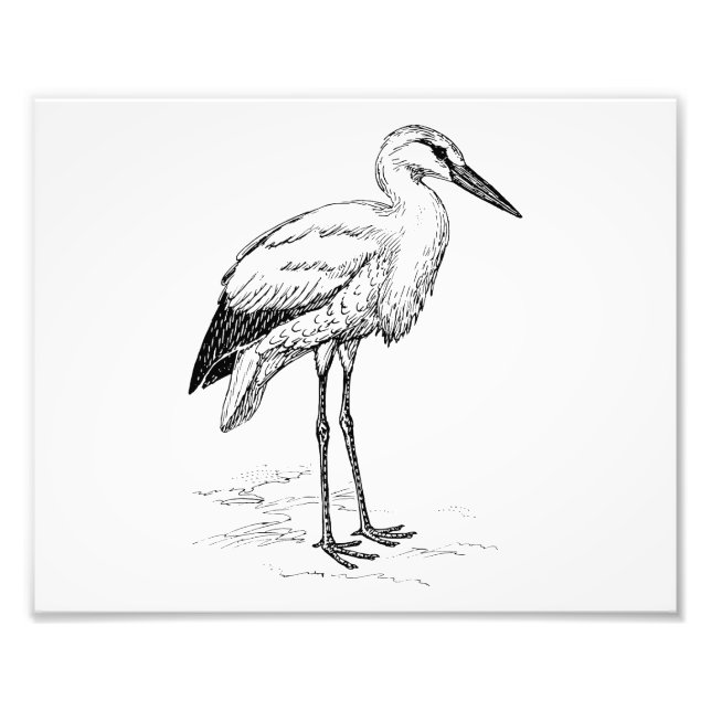 Stork Bird Black and White Cartoon Photo Print (Front)
