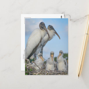 Stork Family Postcard 