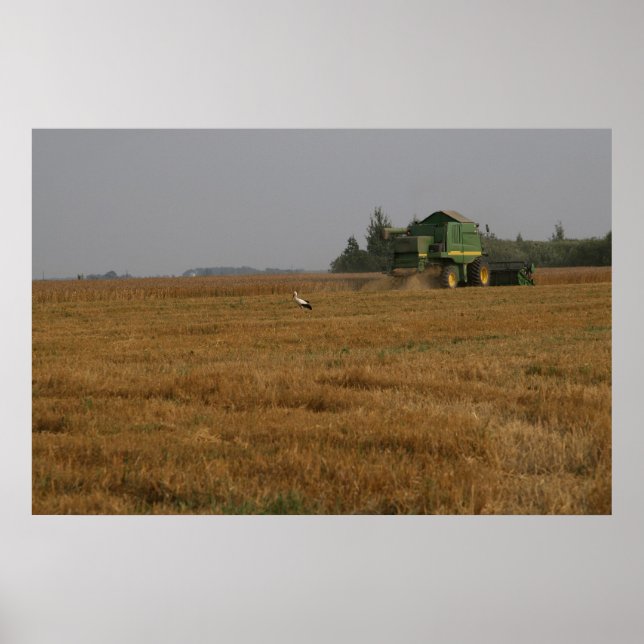 Stork in cornfield poster (Front)