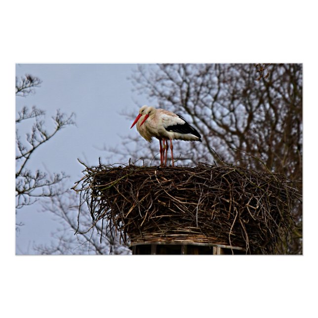 Stork in Nest Poster (Front)