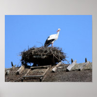 Stork on nest