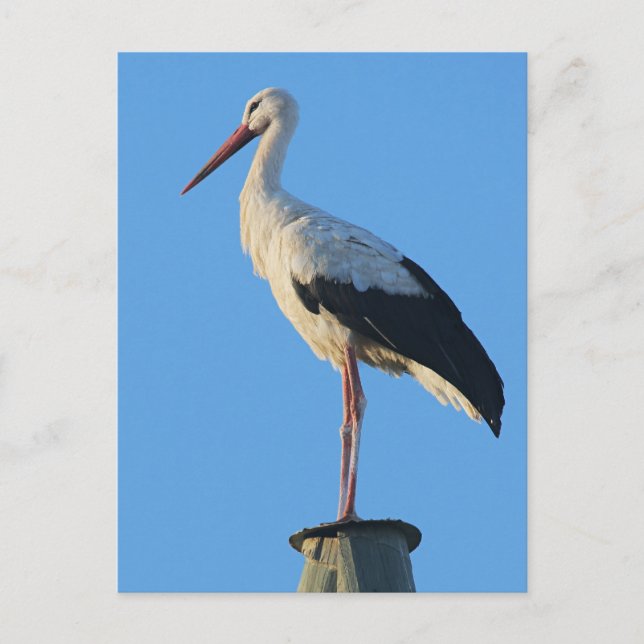 Stork on pole postcard (Front)