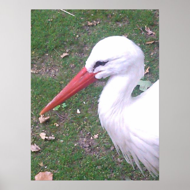Stork Poster (Front)