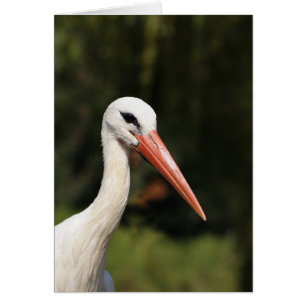 Stork - symbol of Strasbourg and Alsace, France