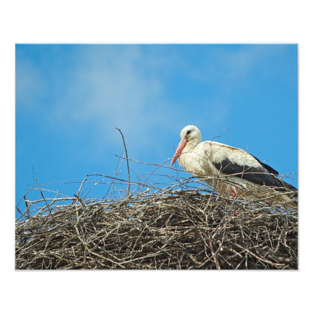Stork's Nest Photo Print (Front)
