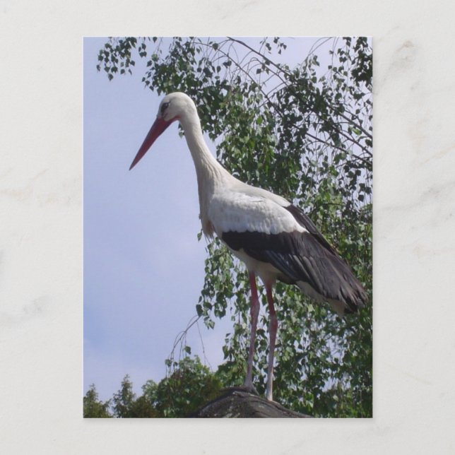 Storks of Strasbourg Postcard (Front)