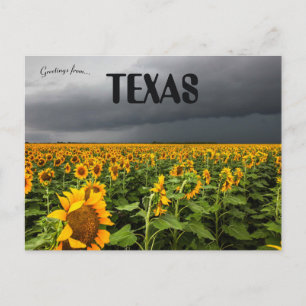 Storm Brewing Over A Field of Sunflowers in Texas Postcard