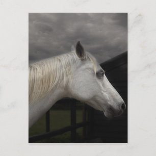 Storm horse postcard