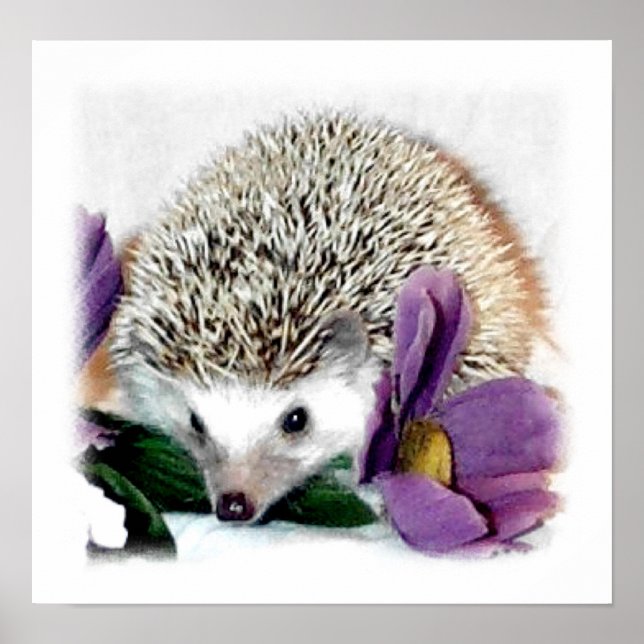Stormy the Hedgehog Poster (Front)