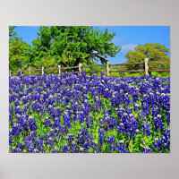 Storybook Bluebonnet Flowers Photographic Art
