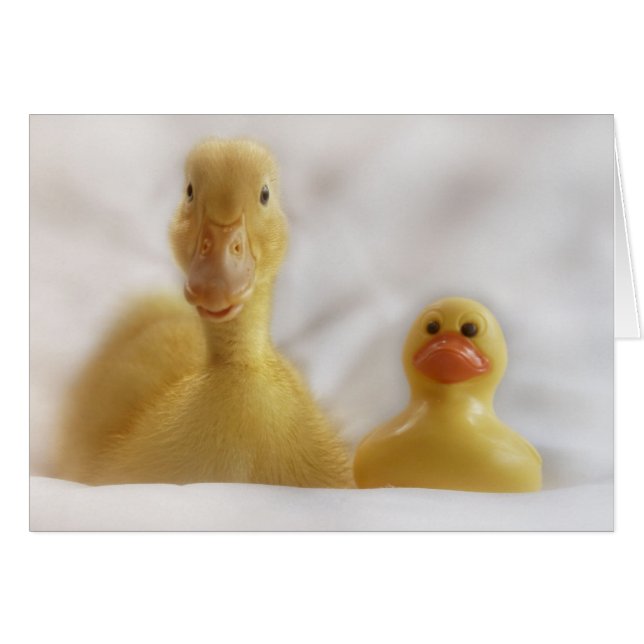 Straight Face (Front Horizontal)