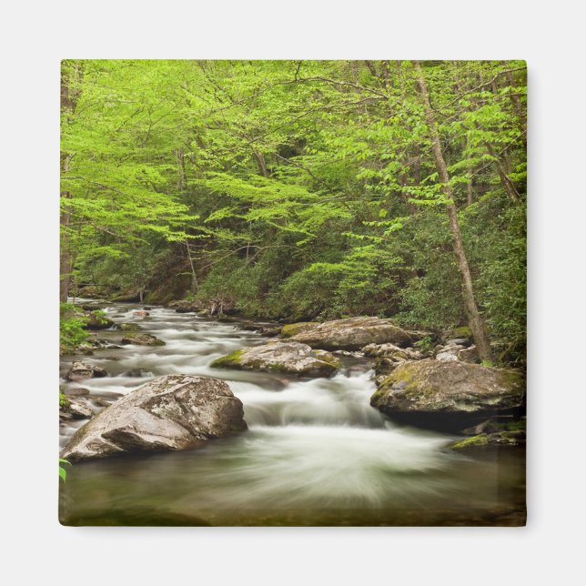 Straight Fork Flows Through Forest Magnet (Front)