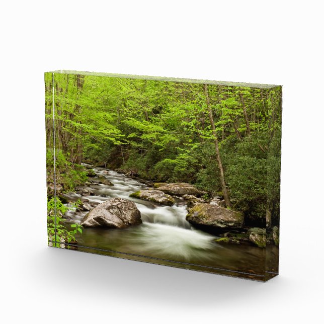 Straight Fork Flows Through Forest Photo Block (Right)