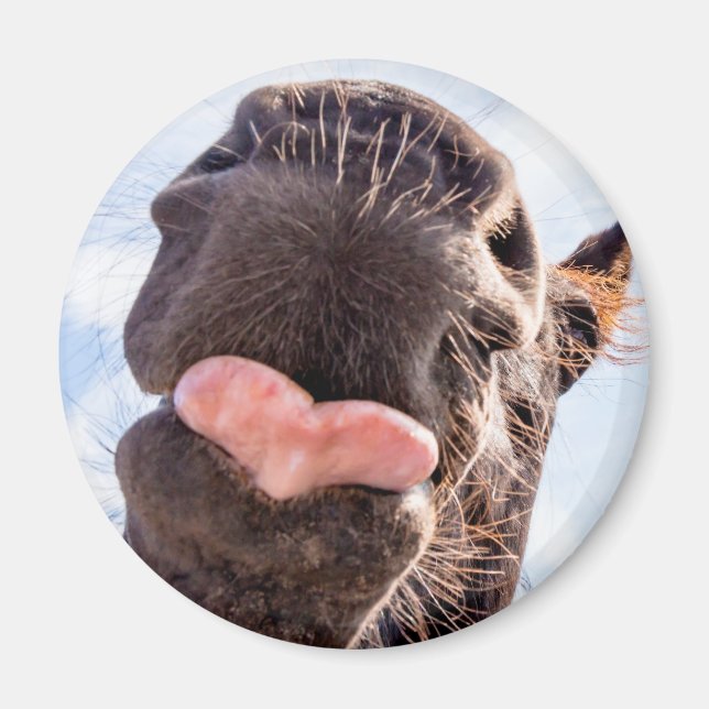 Straight from the Horse's Mouth Funny Horse Photo Magnet (Front)