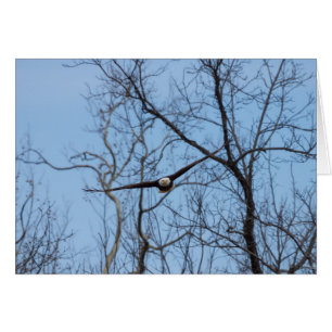 Straight On Eagle